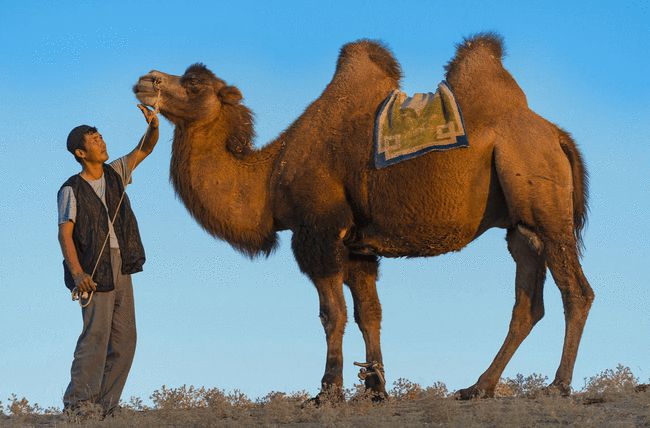 在沙漠遇到渴死的骆驼为什么不能碰如果碰了会发生什么