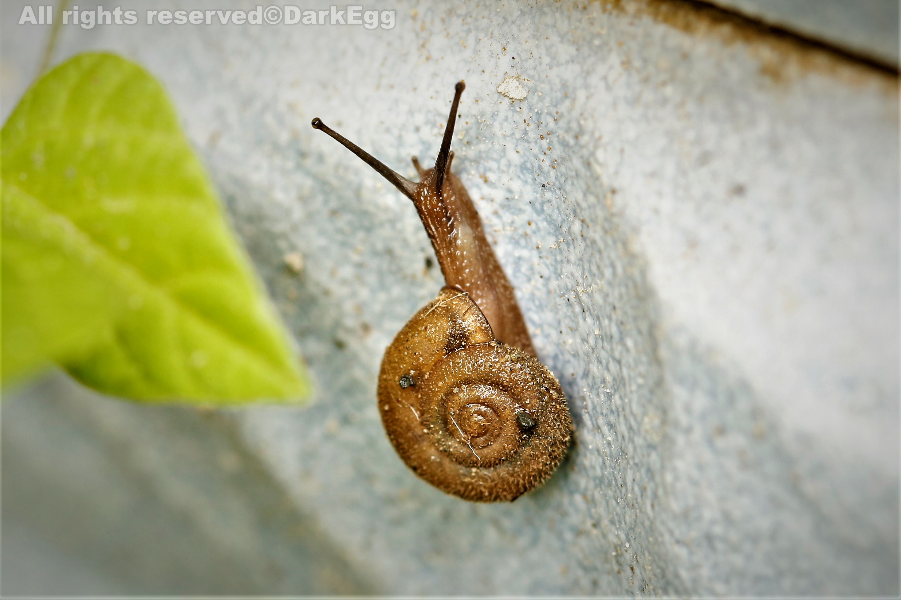 扁平毛巴蜗牛 trichobradybaena submissa