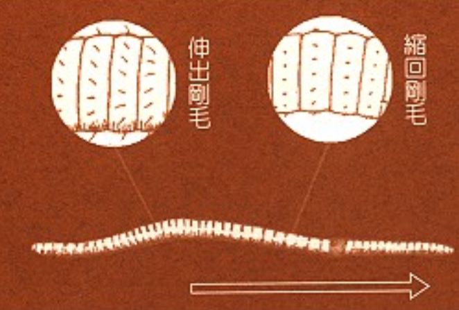 在蚯蚓的体表上,就有大量短小的刚毛,蚯蚓就是靠它们进行移动的