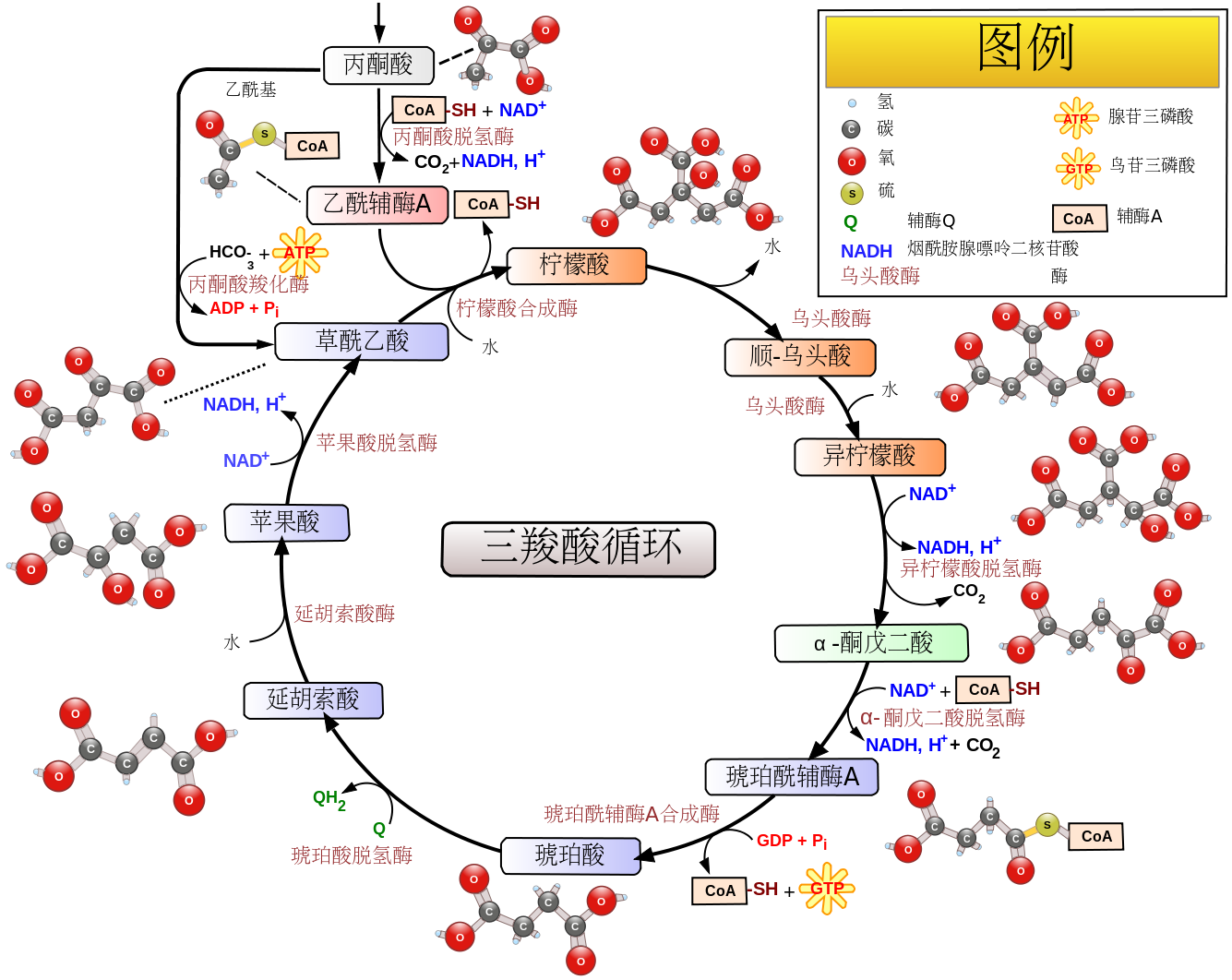 三羧酸循环示意图