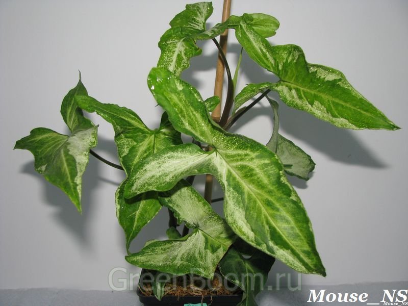 【植物图鉴】那些并不常见的合果芋syngonium 01