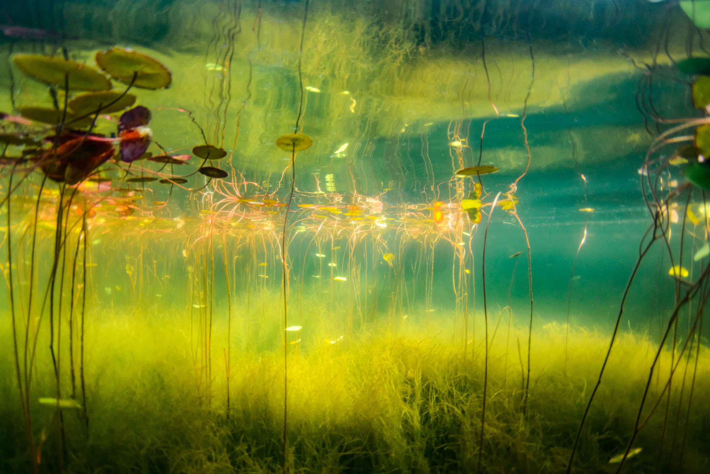 加拿大摄影师eiko jones摄影作品:水下的世界很迷人,让人向往的水下