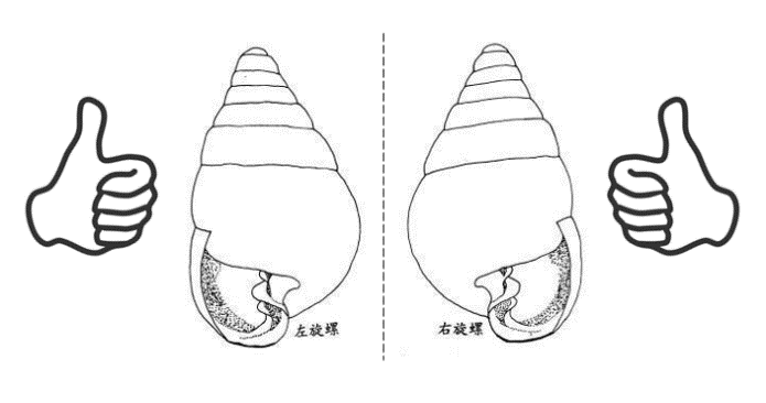 为什么各式各样的螺都是以右旋为主