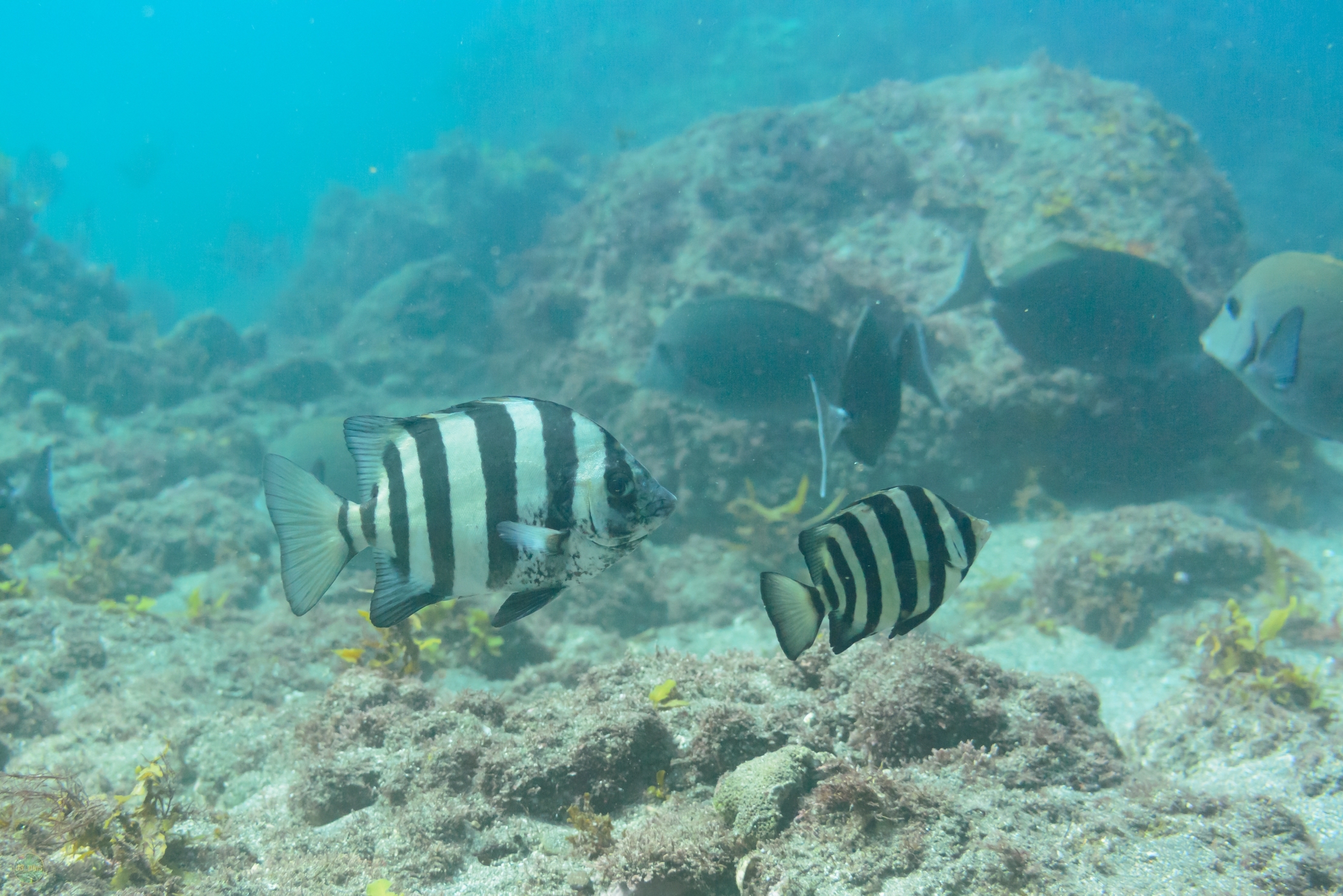 条石鲷(oplegnathus fasciatus)锋利的上下颔齿可以粉碎节肢动物的外