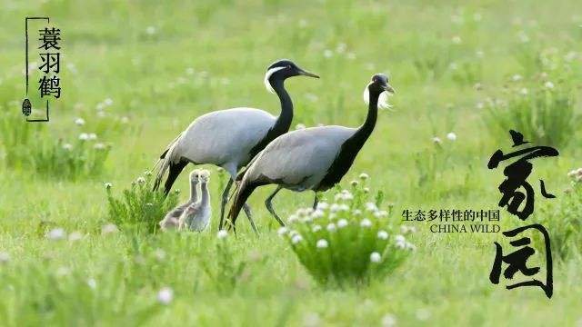 中国,拥有世界上最丰富多样的生态系统:海洋,森林,草原,湿地,城市