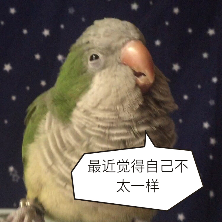 揪是这只鸟——沙雕鹦鹉表情包4