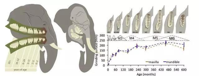 大象嘴里的臼齿(molar,简称m)一辈子更换六次,第一副牙叫m1,最后一副
