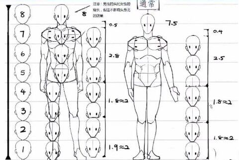 【绘画入门第二弹】从火柴人开始分析人体结构!
