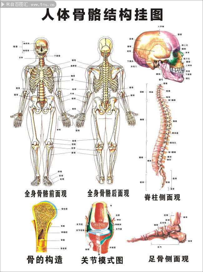 下图为人体骨骼结构图: 人体有约为206块骨头.