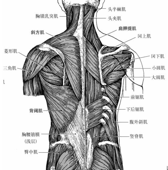 背部肌肉解剖图