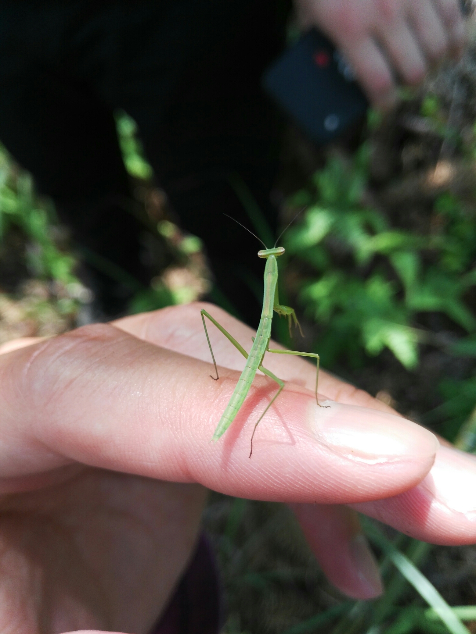 05.17,浦城猫耳山,中华大刀螳螂若虫