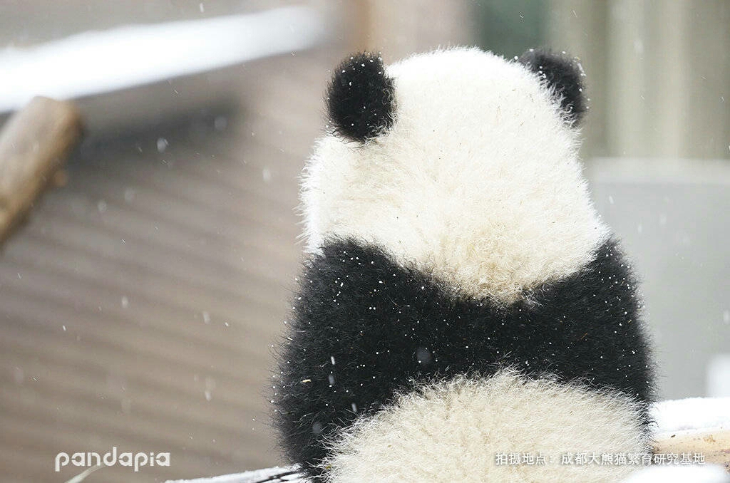 【大熊猫】熊团子看似孤独的背影,它,到底在想些什么呢?