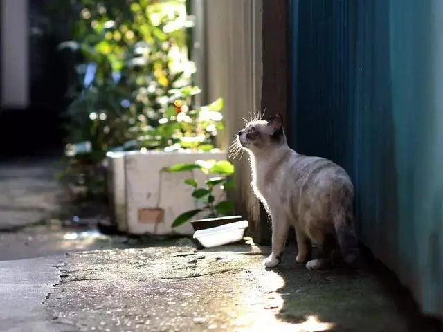 梦回街角，流浪猫的轻咬与心灵深处的共鸣