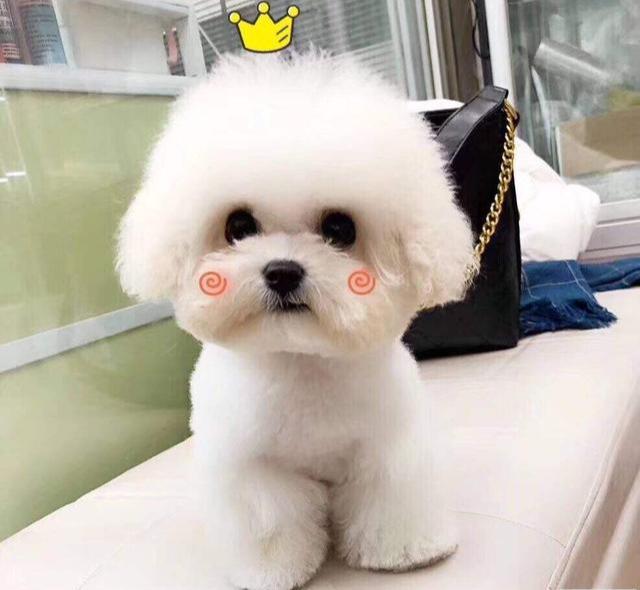 比熊:为什么我会长泪痕?原因有4点!