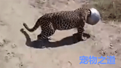 豹子头上套了一个罐子,在村里到处乱窜,被村民们围观了