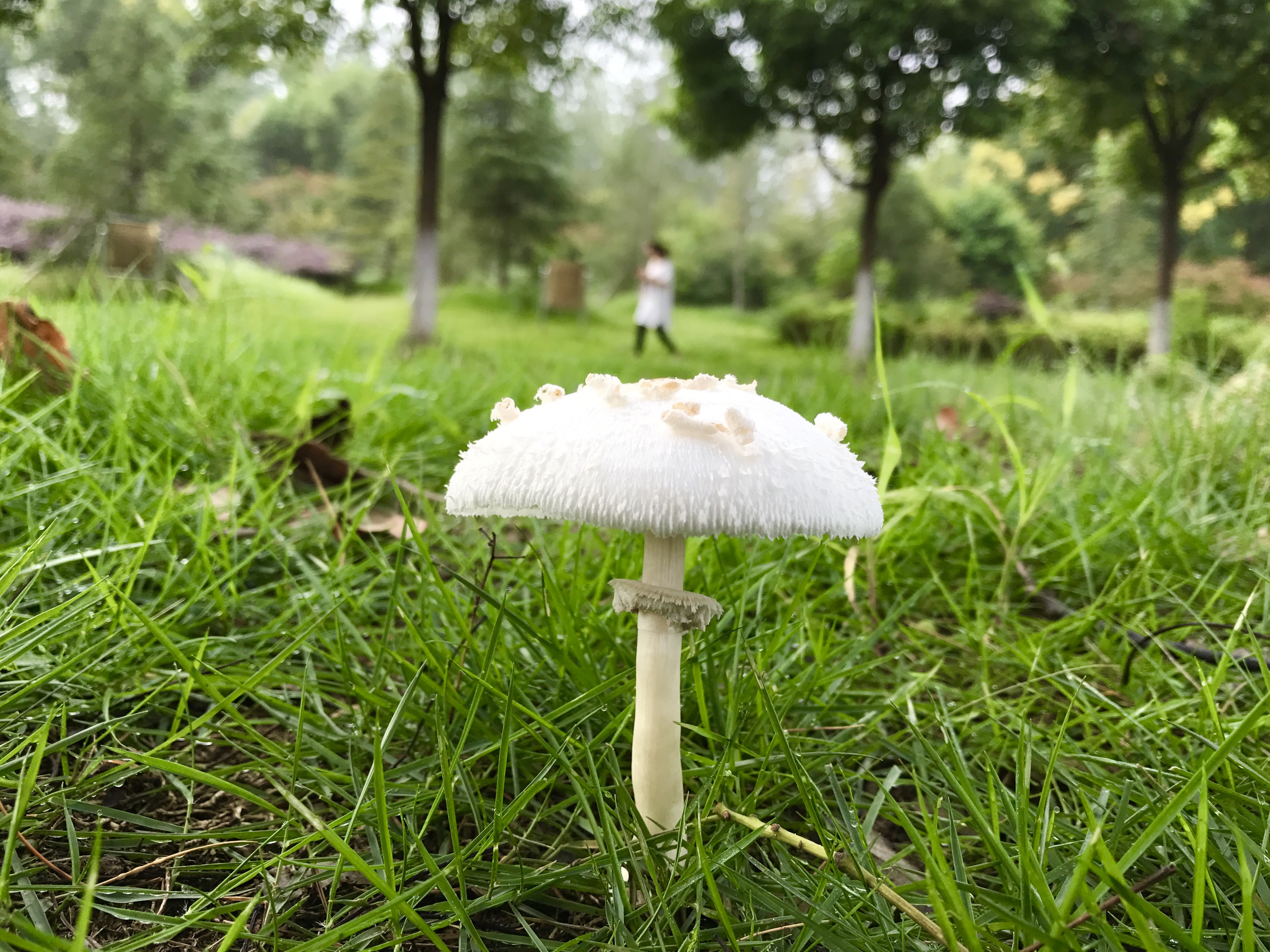 雨后蘑菇