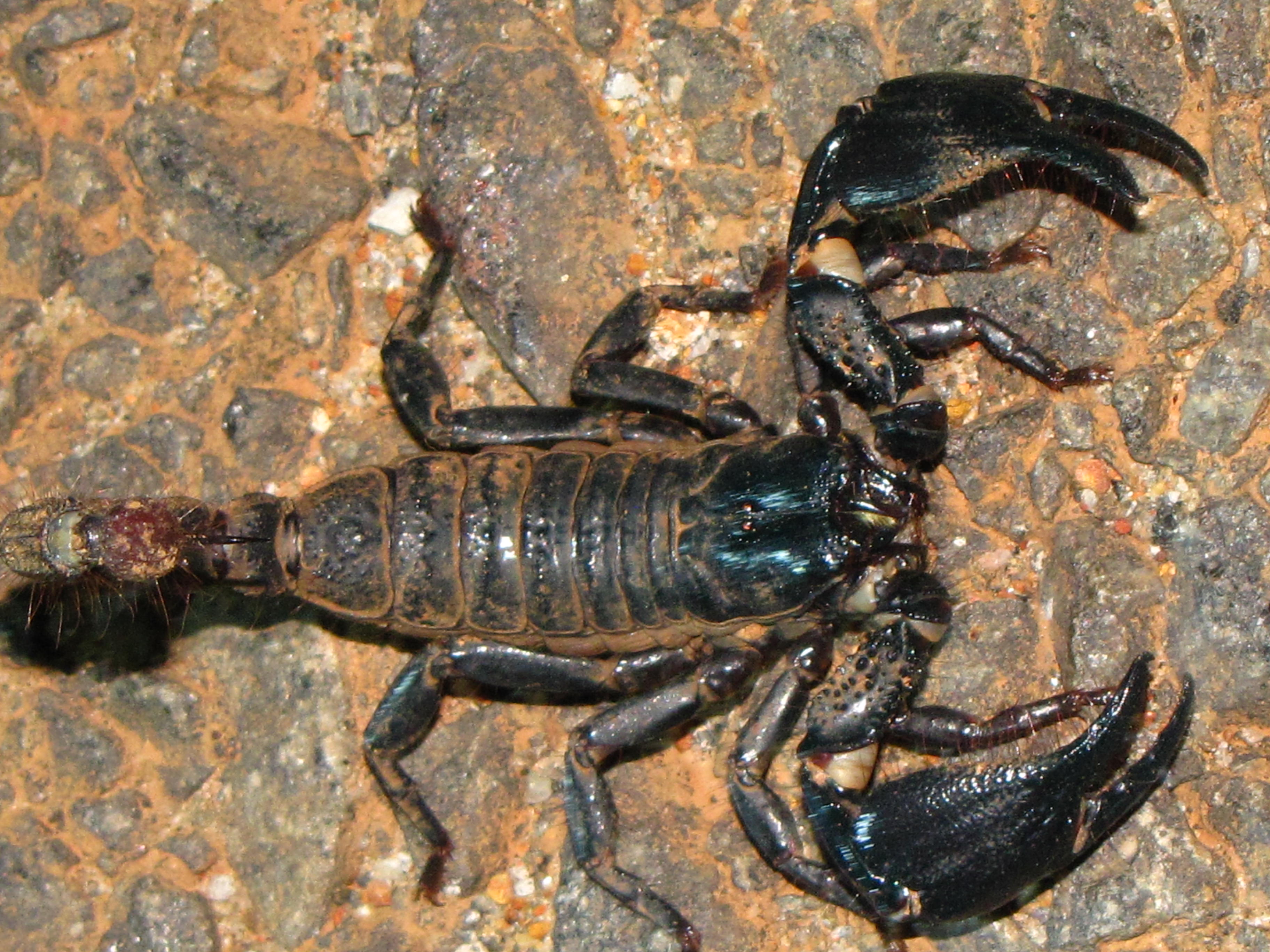 蝎 相较于佩氏那些,雌性孟加拉的螯钳有很多明显小凹孔,这点与蓝青