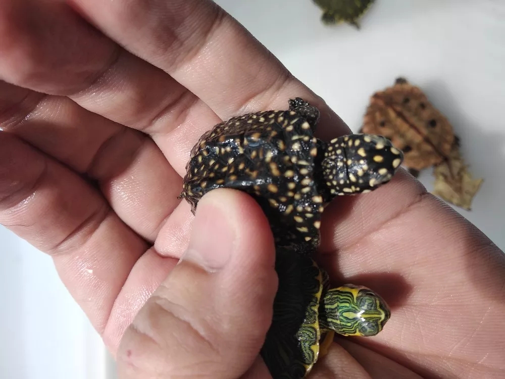 斑点,火焰龟苗