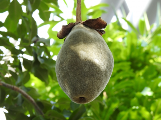 奇趣植物—猴面包树(波巴布树)