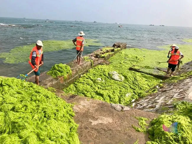 青岛的绿色"草原—浒苔