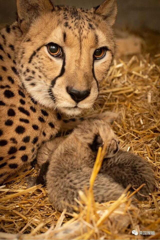 这对刚出生的超萌小豹崽,肩负起了拯救全地球猎豹的重任