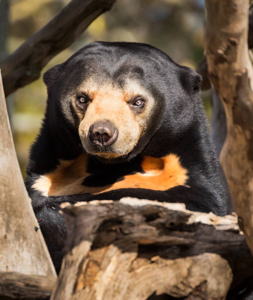 五个字的动物名字大全 ed369f2c4e6b693a085b99bafc3d2a1fd92bf9de.jpg