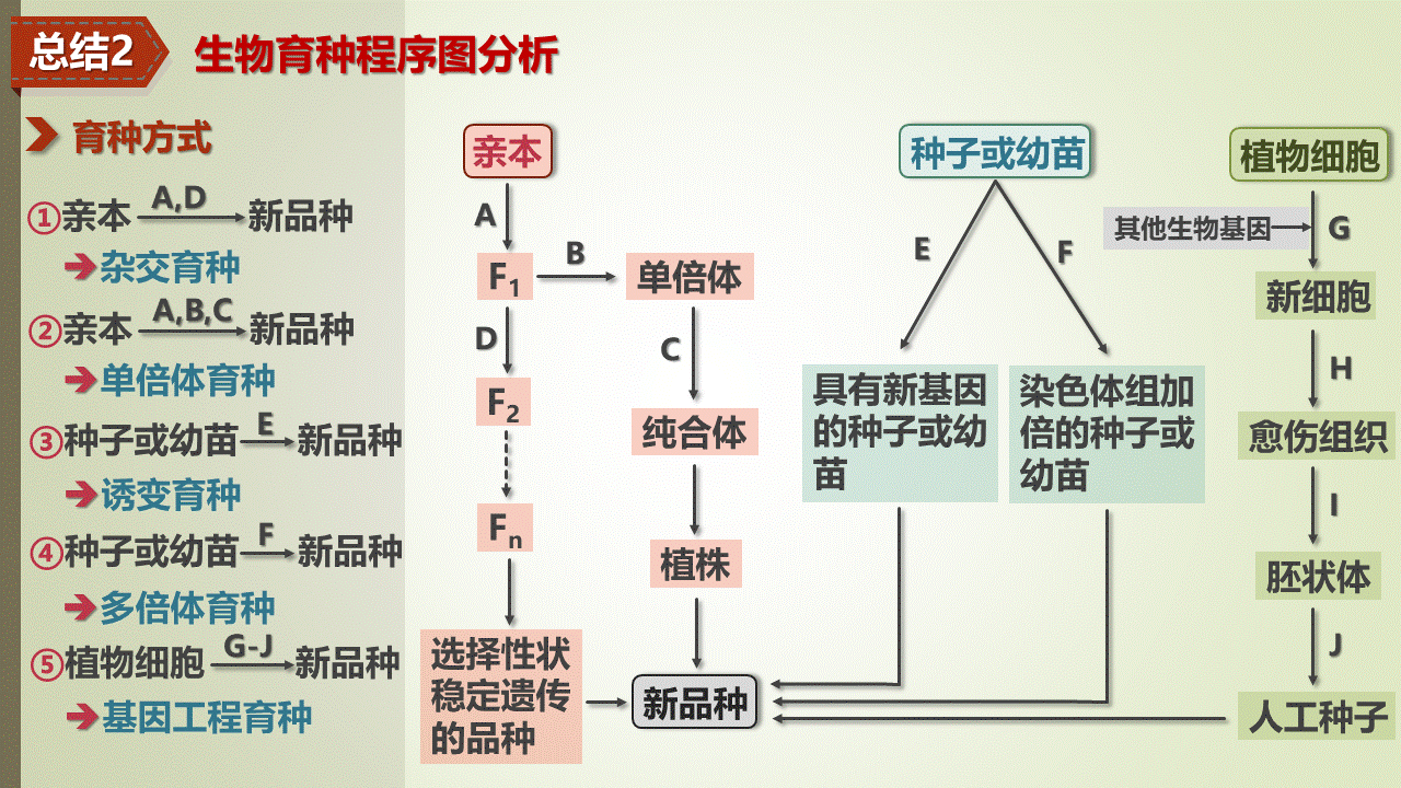 61杂交育种与诱变育种