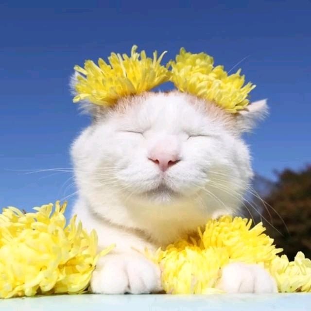 换一个关于猫咪的头像吧63