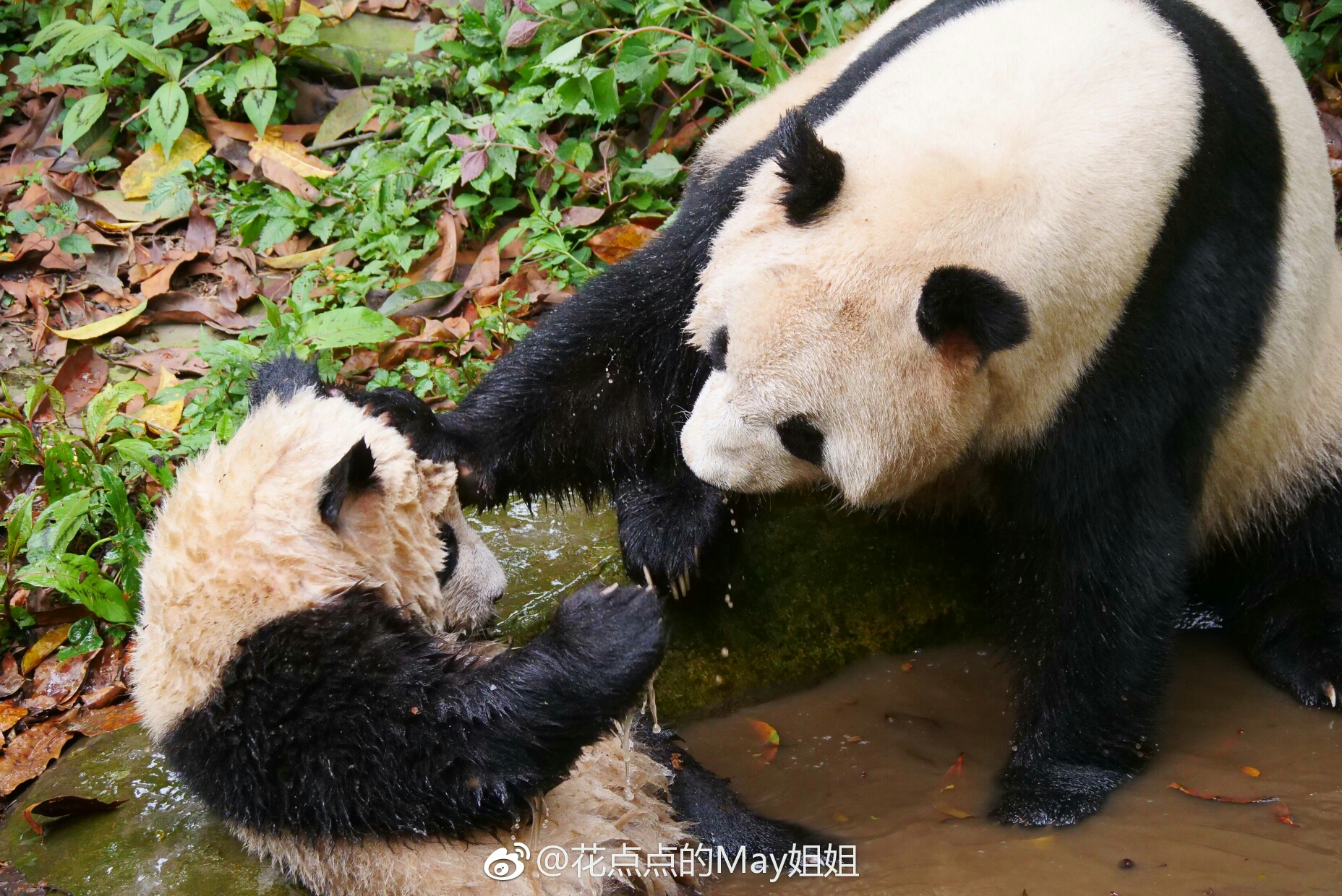 【大熊猫胖大海】屎大海与瑛华妈咪的二三事