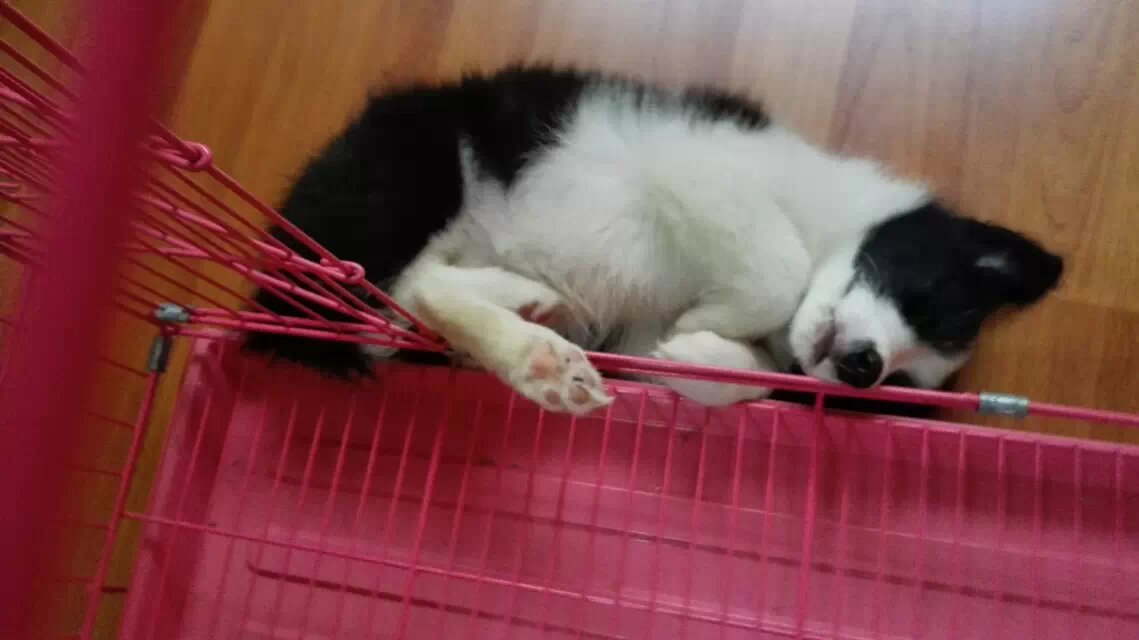 怎么教狗狗定点大小便视频 ede92de4657cb1cd8f3fceacc65075fda45a057e.jpg