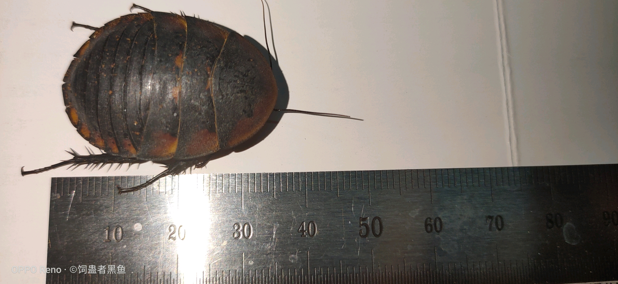 冀地鳖 polyphagaplancyibol.