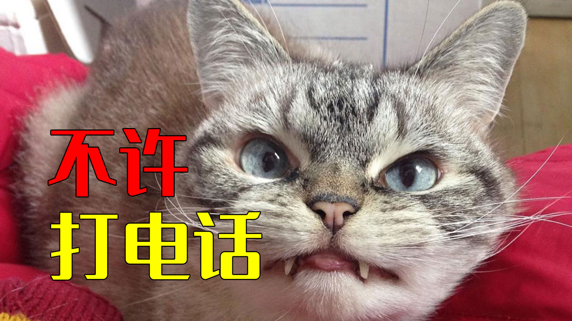 为什么每次打电话时,猫咪都要叫个不停甚至咬我呢