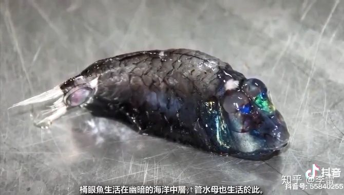 管眼鱼的眼睛就像个桶,可以向不同凡响旋转,从而让视线穿过透明的头顶