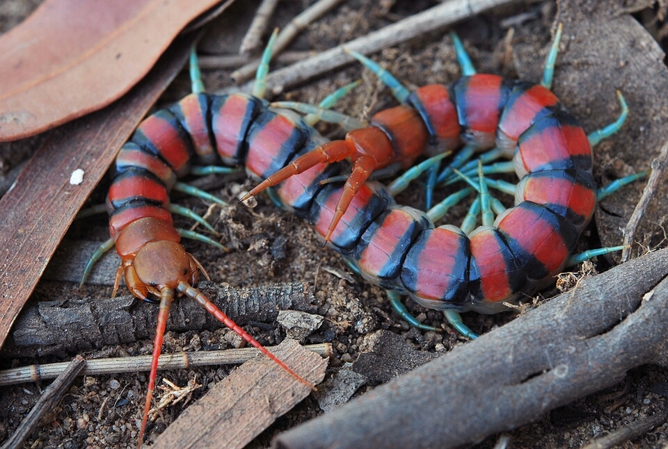 【蜈蚣之最系列】分布最广-赤蜈蚣 scolopendra morsitans