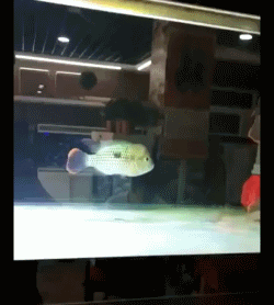 搞笑gif图:让人意想不到的结局!小偷估计要气哭.