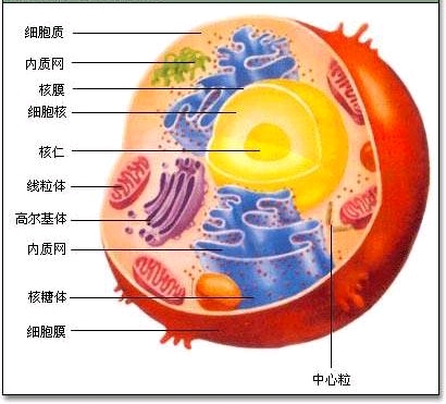 算了算了,来看一下真实的组织细胞吧~    细胞的基本结构   这里所