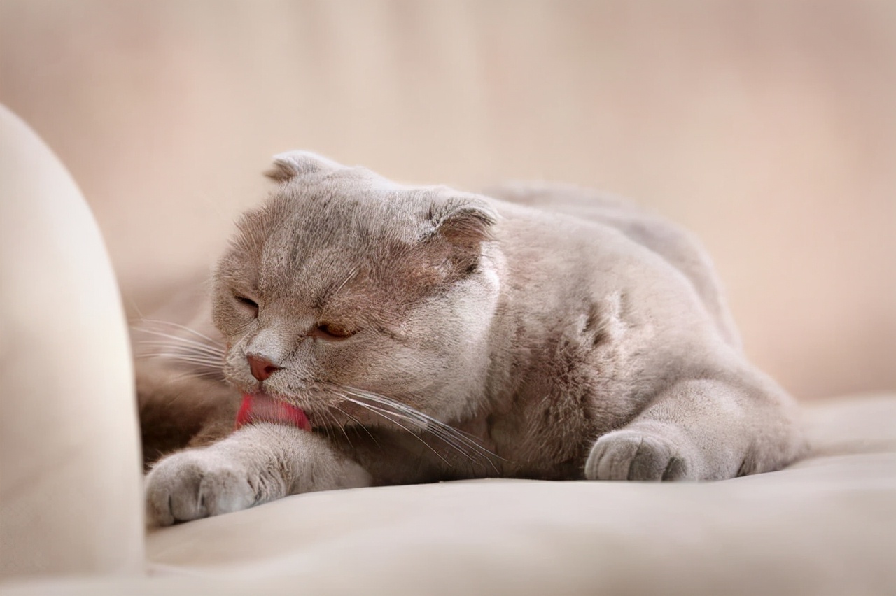 怎么才能让小猫知道自己错了 eea0ed0f1d22bb15b43ba96f83e2258d83e1cb23.jpg