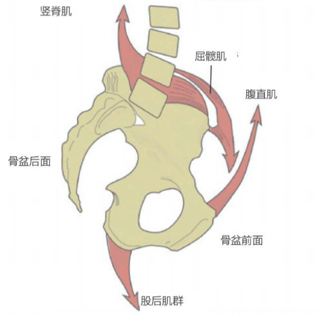 下远端交叉综合征之骨盆前倾成因及康复思路