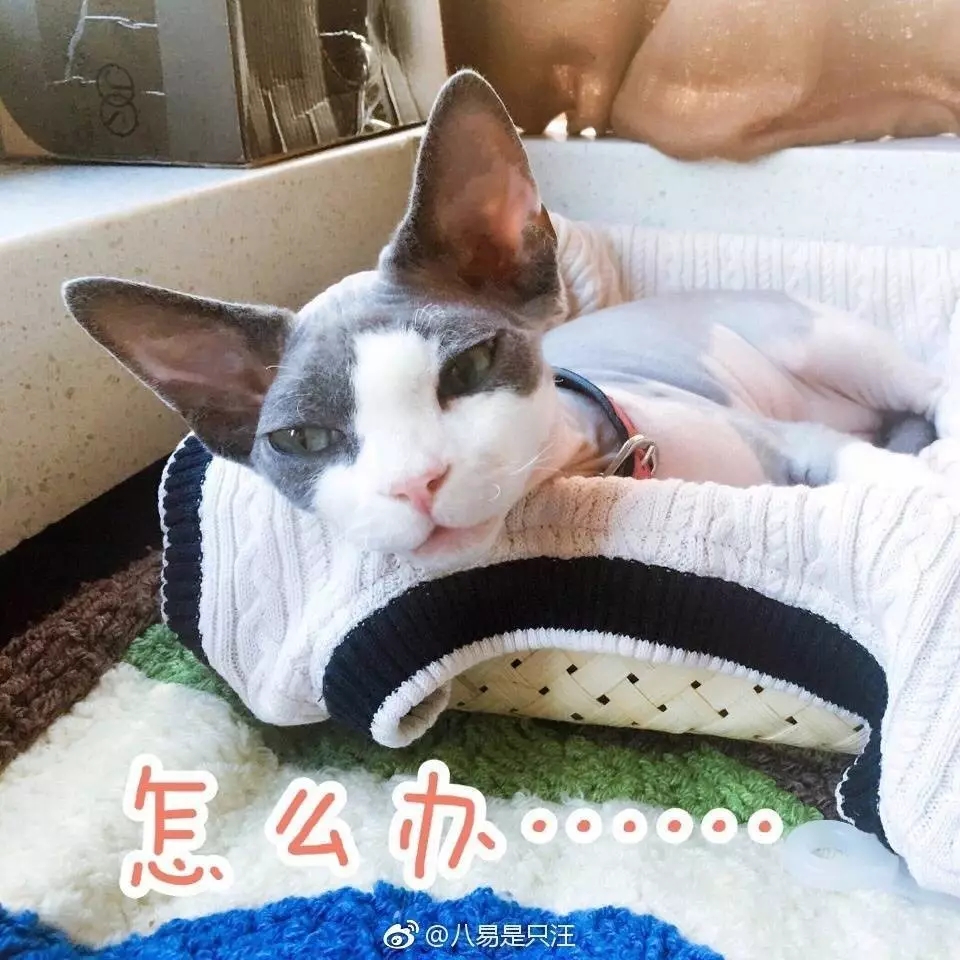 我要出去浪!区区一道玻璃就想封印我吗?