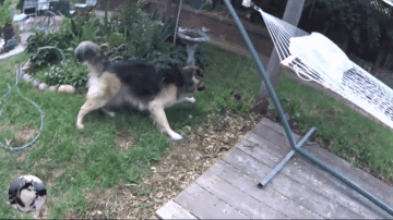 网友们说它应该是德牧跟二哈的