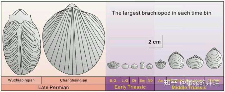 使其不再繁盛,双壳类得到了腕足动物的遗产,开始排挤腕足动物