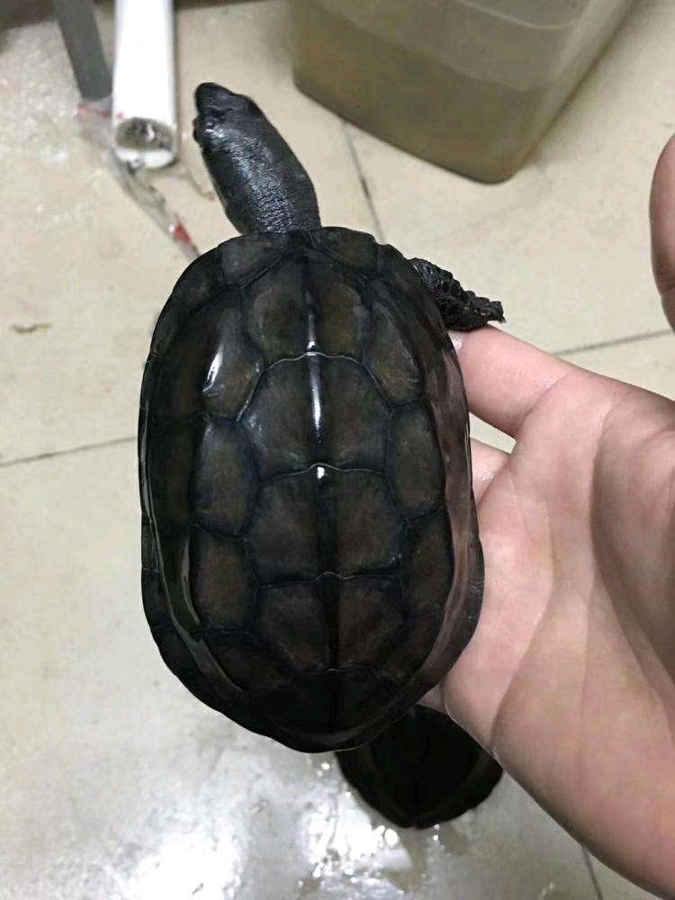 一般来说,正常的草龟完全墨化是需要5-10年的.