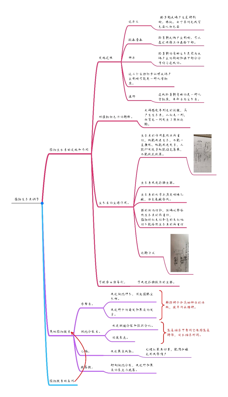 思维导图,生物进化与植物生长素调节