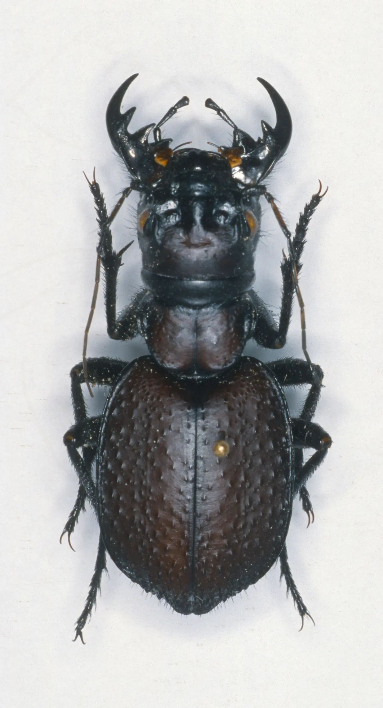 【物种科普】大王虎甲属 manticora 简介 v1.0