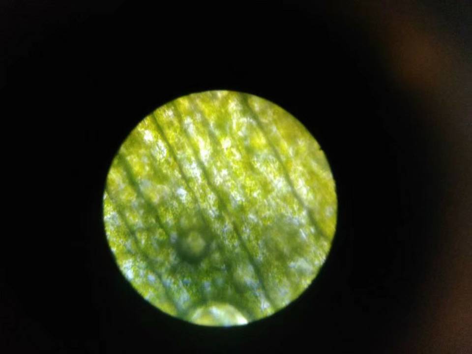 图为显微镜下的叶绿体