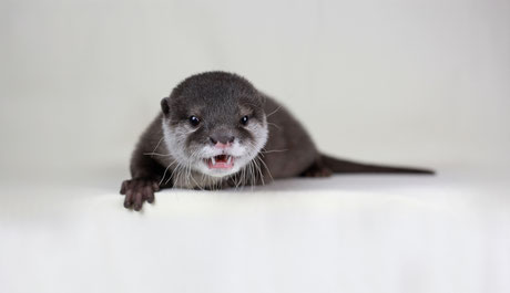 水獭pip,来自ins博主:piptheotter