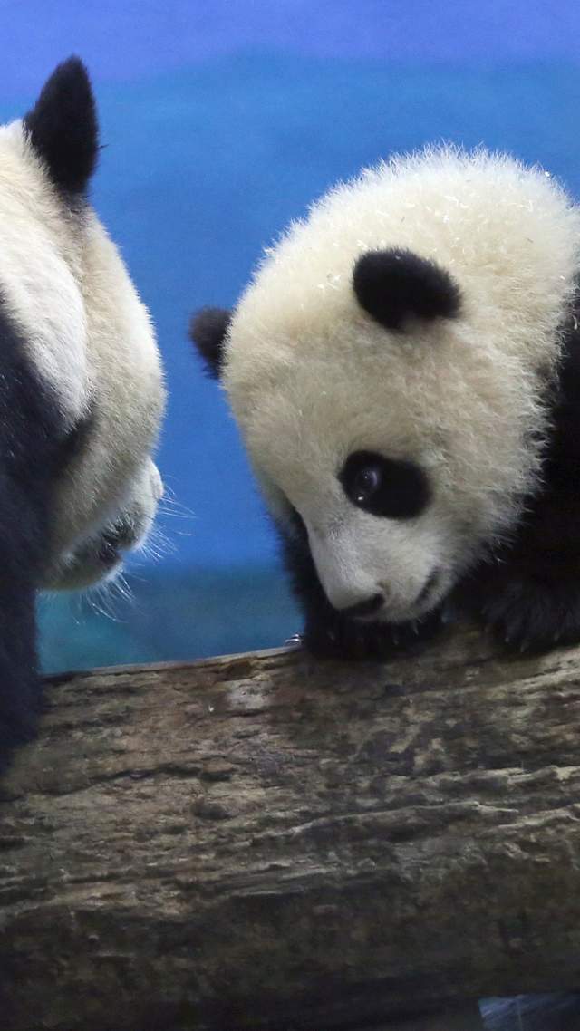 大熊猫「圆宝」首亮相