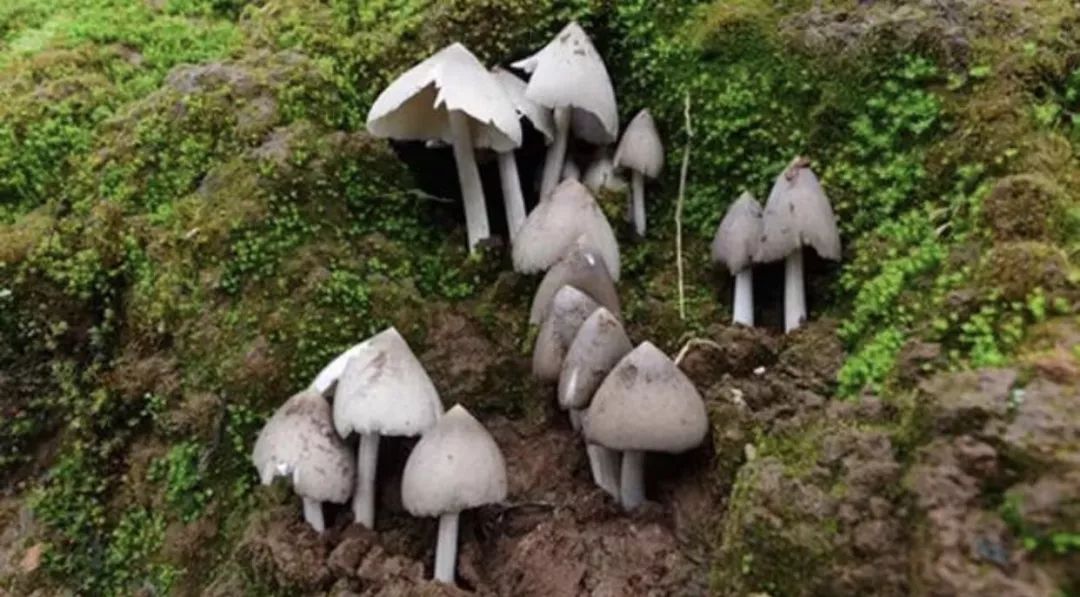 山川百味:云南的野生菌