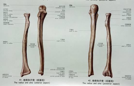 中国医科大学霍琨老师解剖课超详细讲义之骨学附肢骨
