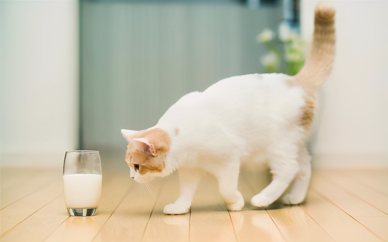 萌宠 7种不能给猫吃的食物,对猫来说可能是致命的"毒药"很多人在猫咪